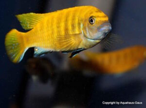 Metriaclima sp. 'zebra gold' Mundola Point